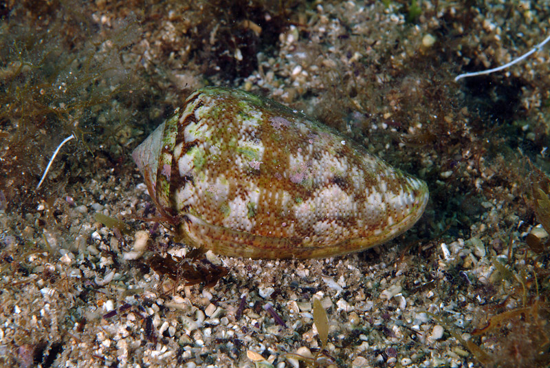 Conus mediterraneus